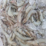 국내산 생물 냉동 새우 중하새우 1kg : 박가네농수산
