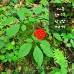 특보약 선물용 횡성평창산양삼제철 산양산삼산양삼장뇌삼주 경동시장인삼다낭체  스승의날선물 : 최고당 제철산지직송