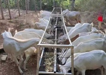 여물통 건초 양돈장 사료통 목장 1.5m 길이의 두껍게한고품질컬러강판 바닥통 : 새봄이스토어