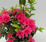 철쭉 아비오 10센티포트 분홍겹꽃 왜성철쭉 월동철쭉 꽃보러가자 : 꽃보러가자