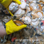 국내산 서해안 생물 키조개 1kg / 8-15미 / 날감지포함 : 바른자연