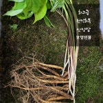 특보약 선물용 횡성평창산양삼제철 산양산삼산양삼장뇌삼주 경동시장인삼다낭체  스승의날선물 : 최고당 제철산지직송