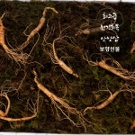 특보약 선물용 횡성평창산양삼제철 산양산삼산양삼장뇌삼주 경동시장인삼다낭체  스승의날선물 : 최고당 제철산지직송