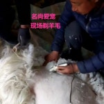 양털 10개 토끼털 홑그물은 길이 3300회전 바리깡 특수 고출력 45m를 면도기 9날 가리킨다. 트리머 이발 높이 80cm 장모 : 스마일버드22