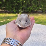 주머니쥐 인형 봉제인형 더글라스 유대류 아이인형 봉제 포썸 : 착한구대쓰리