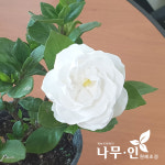치도자율관리공동체 영어조합법인 | [나무인] 꽃치자나무 개화주 : 나무인 영농조합법인