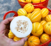 [채담이네 식탁]성주 참외 당도 선별 산지 직송 소과 2KG, 4KG, 5KG 참외 제철과일 로열과 중과 대과 못난이 참외 : 채담이네 식탁