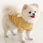 강아지 뽀송 래빗 순면 티셔츠 실내복 외출복 애견 귀여운옷 봄 반팔 옐로우, XL : 멍냥이동산