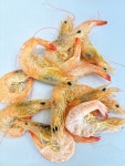 [여수 수협 산지직송] 건조 중하새우 1.5kg 도매전용 원물 / 무첨가 건어물 무료배송 : 전일건어물