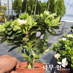 치도자율관리공동체 영어조합법인 | [나무인] 꽃치자나무 개화주 : 나무인 영농조합법인