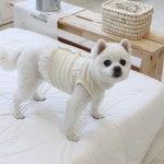 꽃님 레이스 강아지 가디건 애견 여름 니트 아기 강아지옷 XS : 코코리베 CocoLiebe