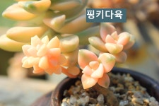 핑키다육 황금 골드 살구미인금군생 공방화분세트 귀여운식물 다육화분 특이한 미인금 이름 농장 : 핑키다육