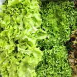 올바른농장 무농약 유러피안 샐러드 꾸러미 채소 1kg (3종 랜덤배송) : 정진에프피씨 All바른농장