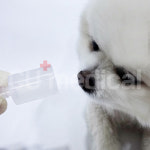 [CU메디칼] 강아지 고양이 산소방 렌탈 단기요금제 (1개월 단위) : 산소발생기 CU메디칼
