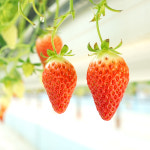 GAP 프리미엄 홍희 딸기 제철 스마트팜딸기 복숭아향 : 스윗볼영농조합법인