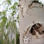 [곰배령] 인제 천상의 화원 곰배령 순백의 명품자작나무 숲 1박2일트래킹 ITX기차여행 : 써니여행사