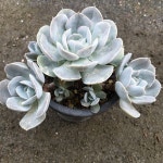 [수암다육] 런요니 랜덤발송 Echeveria runyonii 다육 다육이 다육식물 반려식물 국민다육 아프리카식물 501 : 수암다육농장