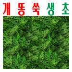 개똥쑥/ 개똥쑥생초/ 개똥쑥생잎/ 지하 청정수 깨끗한 물 재배 개땅쑥/ 미산약초농장 : 사 온 데