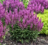 샐비아 네모로사 10cm포트 모종 3개세트 핑크 숙근샐비어 사루비아 자연주의식물 : 이룸정원