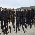 산지직송 선물용 기장미역 100g, 2개 : 기장청정마켓