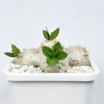 파키포디움 브레비카울 (중품) - 은빛 괴근과 노란 꽃이 멋진 9936 : 아프리카식물-사바나농장