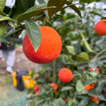 제주 블러드 오렌지 혼합과 2.5kg 산지직송 : 스마트연쇄점