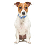 멀로 아더 칼라 강아지 목줄 초경량 인장하중 1900kg 소형견 중형견 대형견 블루스톤 S : 멀로 Merlot