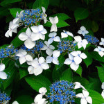 차수국 감차수국 15cm화분 세종식물원 : 세종식물원