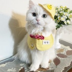 고양이 강아지 유치원 스카프 노랑 : 펫츠앤미스토어