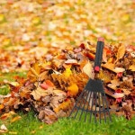 2 Pcs 정원 갈퀴 잔디 갈퀴 쟁기질 그래버 도구 내구성 실용적인 플라스틱 잎 특종 : 일플렉스