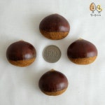 국내산 공주 대보밤 알밤 피밤 1kg : 청이송이네