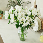 [월수금발송] 알스토메리아 색상랜덤 생화 화훼농장 꽃선물 플라워마켓 : 팜포크 플라워