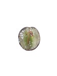[당도선별] 프리미엄 블랙애플포도 800g : 프레델 fredel