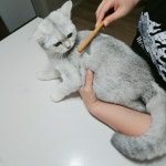 애견빗 강아지 고양이 눈꼽빗 푸들미용 죽은털제거 펫 그루밍브러쉬 : 도도킹코리아