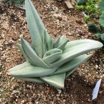 [수암다육] 그린아이스 랜덤발송 Gasteraloe Green Ice 다육 다육이 다육식물 반려식물 국민다육 632 : 수암다육농장