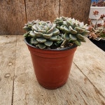 다육이 팅커벨 에케베리아 다육식물 공기정화식물 : 계룡산사계절다육