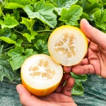 성주참외 산지직송 당도선별 가정용 2kg 3kg 5kg 꼬마 못난이 선물용 꿀참외 : 별숲농장