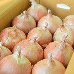 신선한 국내산 햇양파 10kg 장아찌 업소용 가정용 짱아찌용 아삭한 흰양파 : 주윤스토어