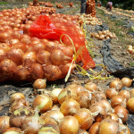 25년 양파 자색양파 3kg/5kg/10kg 햇양파 무안 : 친환경팔도