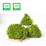 유러피안 샐러드 프릴아이스 [일민농원] 2kg, 1개 : 일민농원