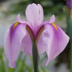 창포붓꽃 로즈퀸 7치포트모종 노지월동야생화 : 가든아울렛