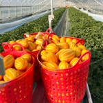 성주참외 산지직송 당도선별 가정용 2kg 3kg 5kg 꼬마 못난이 선물용 꿀참외 : 별숲농장