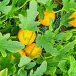 성주참외 산지직송 당도선별 가정용 2kg 3kg 5kg 꼬마 못난이 선물용 꿀참외 : 별숲농장