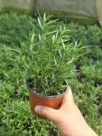 로즈마리 허브식물 : 미뇽팜
