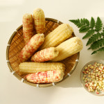 산지플러스 홍찰옥수수 왕특대(16-18cm) 10개 : 산지플러스
