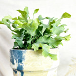 와이키키농장 식물만 다바나 고사리 프릴 행잉 양치 감성 음지 식물 플랜테리어 인테리어 : 와이키키 농장