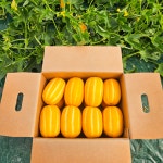 성주참외 산지직송 당도선별 가정용 2kg 3kg 5kg 꼬마 못난이 선물용 꿀참외 : 별숲농장