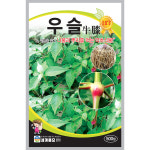 우슬 씨앗 500립 / 약초식물 씨앗 종자 텃밭키우기 채소키우기 : 율이네 씨앗