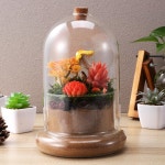 꽃병 식물 미니 항아리 테라리움 풍경 유리 Cloche 보존 이끼 생태계 컨테이너 : 트리뷔유