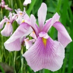 창포붓꽃 로즈퀸 7치포트모종 노지월동야생화 : 가든아울렛